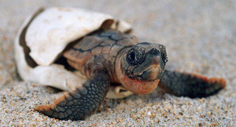 ¿Cuánto tiempo permanecen embarazadas las tortugas?