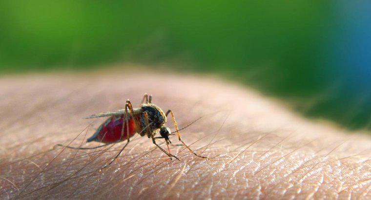 ¿Cómo se transmite la malaria?