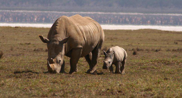 ¿Qué es un bebé rinoceronte llamado?