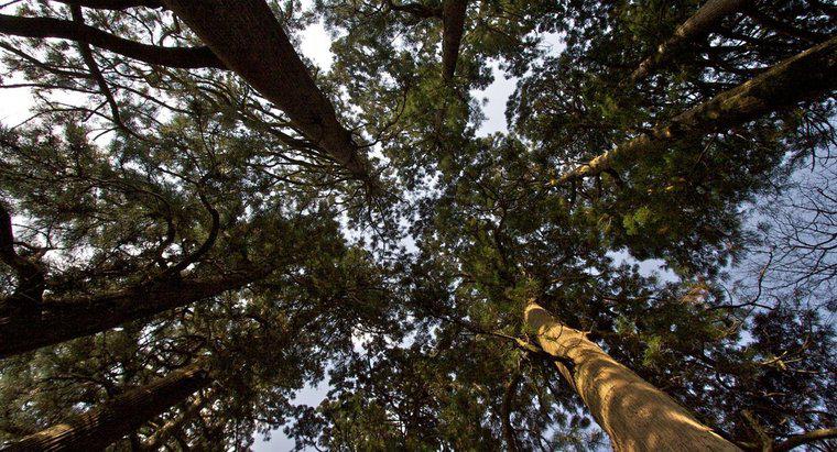 ¿Cuáles son algunas características comunes de los árboles de cedro?