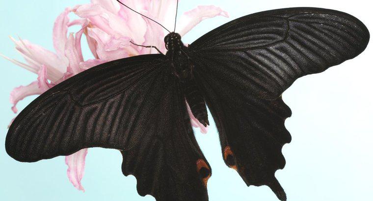 ¿Qué simboliza una mariposa negra?