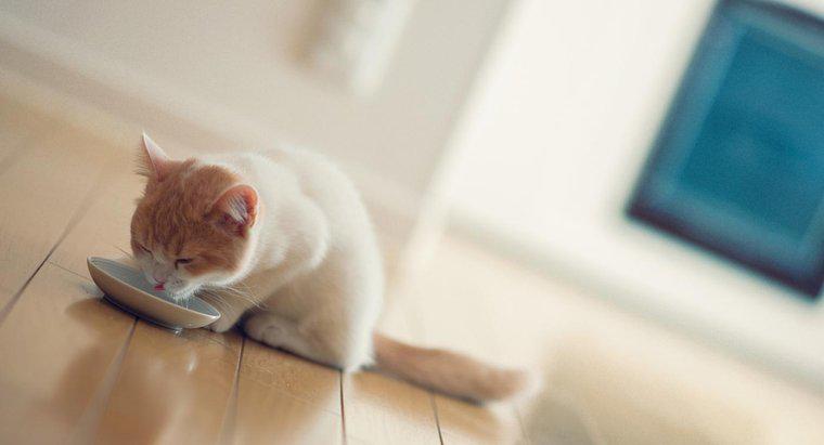 ¿Qué edad deben tener los gatitos antes de que puedan tener alimentos duros?