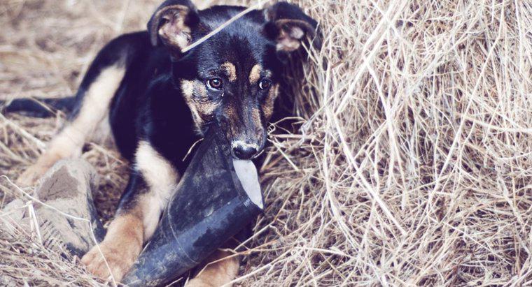 ¿Cuánto pesan los cachorros de pastor alemán?