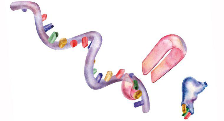 ¿Cuáles son los tres orgánulos involucrados en la síntesis de proteínas?