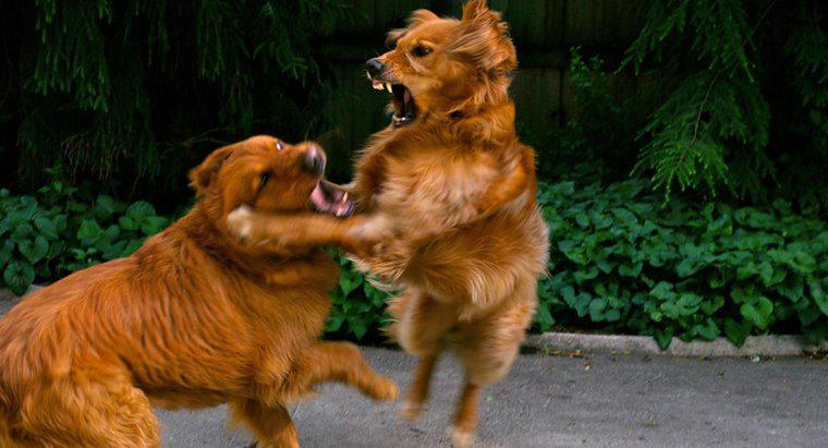 ¿Cómo detener una pelea de perros?