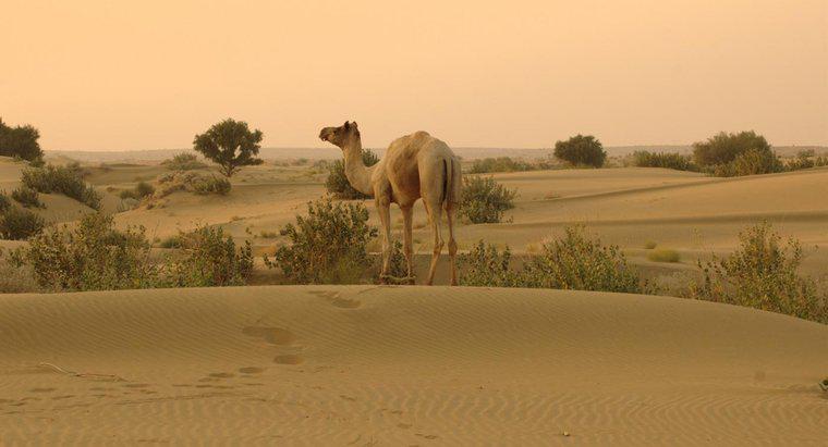 ¿Dónde está ubicado el desierto de Thar?