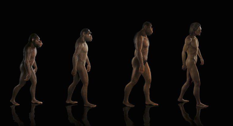 ¿Qué es la teoría de la evolución?