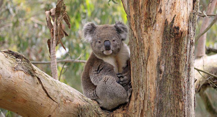 ¿Dónde viven los koalas?