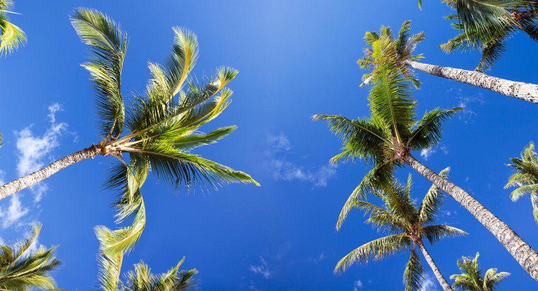 ¿Cuáles son algunos hechos interesantes sobre las palmeras?