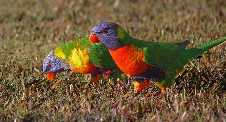 ¿Las aves son atraídas a los colores brillantes?