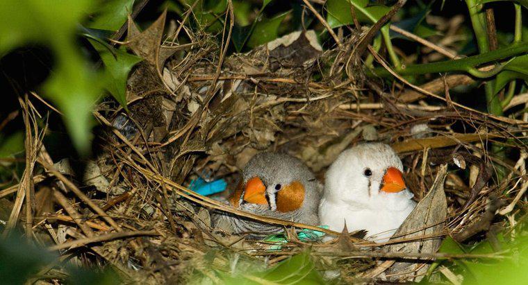 ¿Por qué los pájaros construyen nidos?