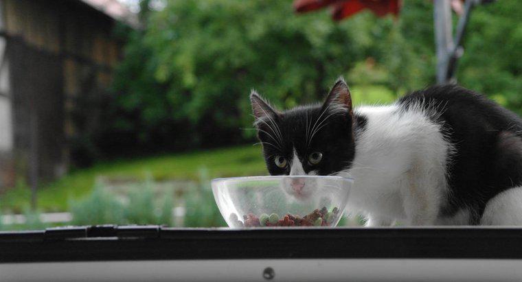 ¿Cuándo puede mi gatito comenzar a comer comida para adultos?