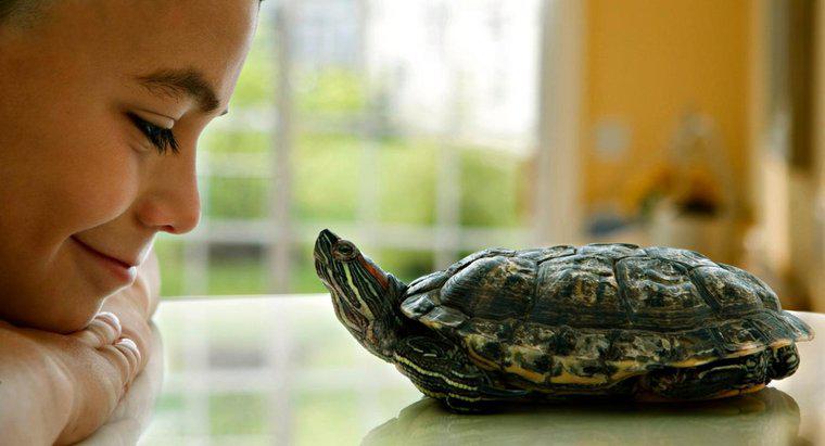 ¿Cuánto tiempo viven las tortugas mascota?