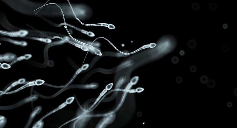 ¿Qué es el espermatozoide?