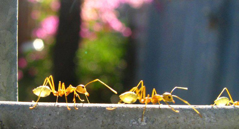 ¿Cuánto pesan las hormigas?