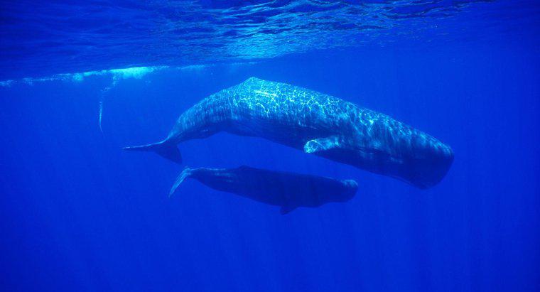 ¿Cuál es el nombre de una ballena hembra?