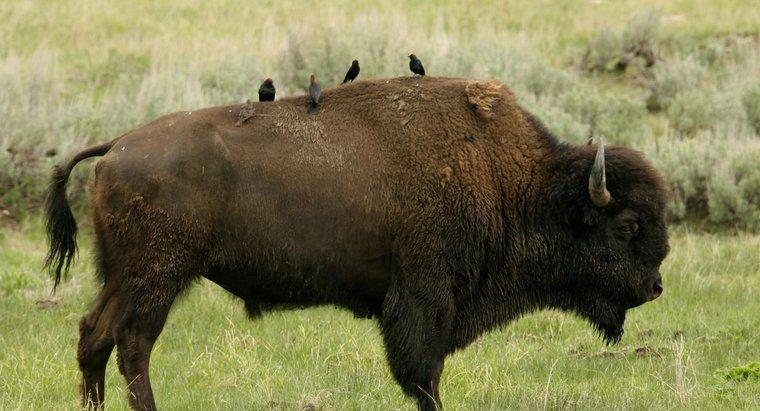 ¿Cuál es la simbiosis entre un Cowbird y un bisonte?