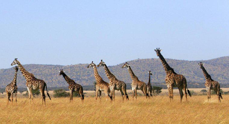 ¿Cómo llamas a un grupo de jirafas?
