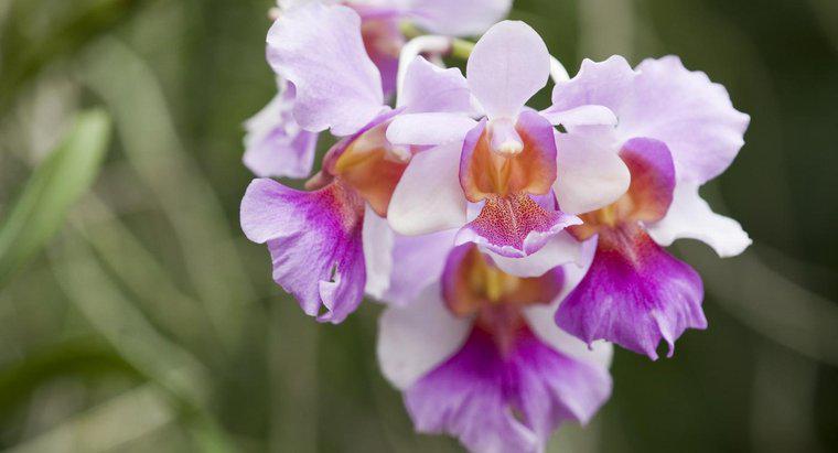 ¿Cuál es el significado de una orquídea?