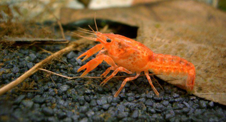 ¿Cuáles son las características de un cangrejo enano?