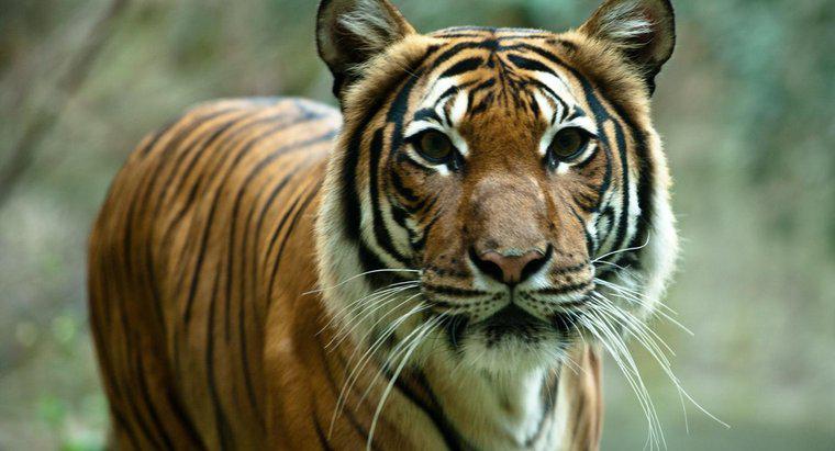 ¿Por qué los tigres están en riesgo de extinción?
