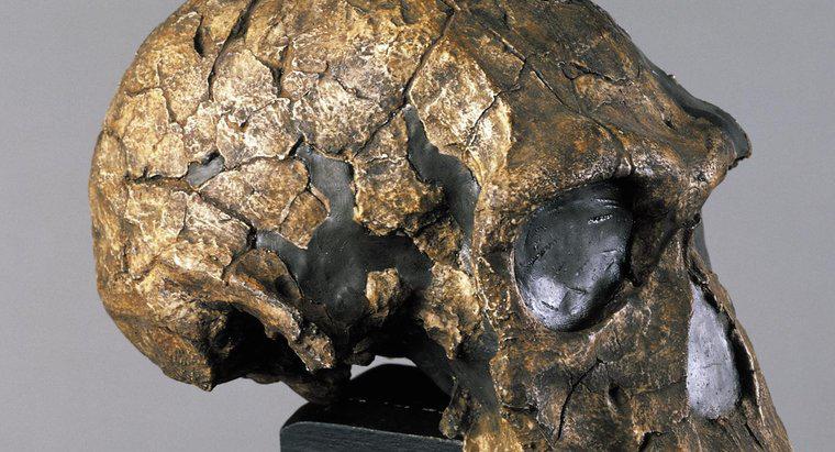¿Cuándo vivió Homo Habilis y por cuánto tiempo?