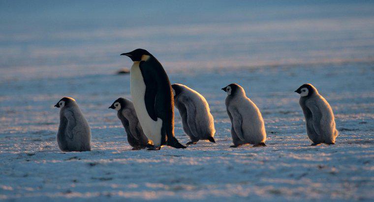 ¿Cómo se llama una pingüina madre?