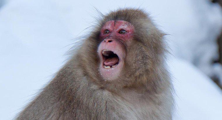 ¿Qué sonido hace un mono?