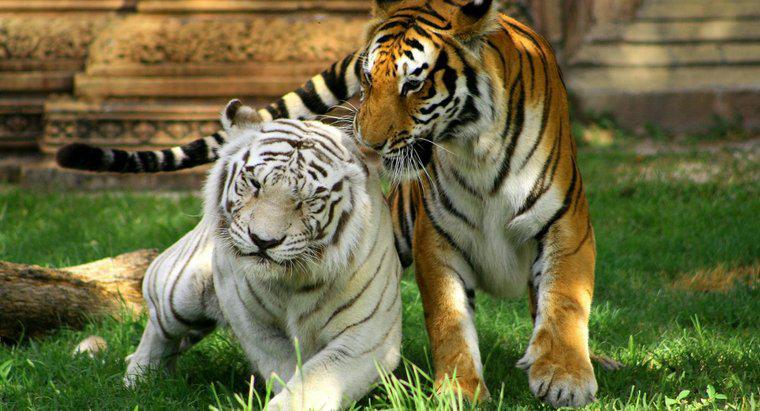 ¿Cuánto tiempo viven los tigres?