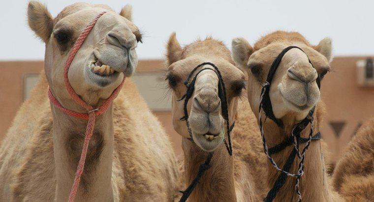¿Cuánta agua bebe un camello?