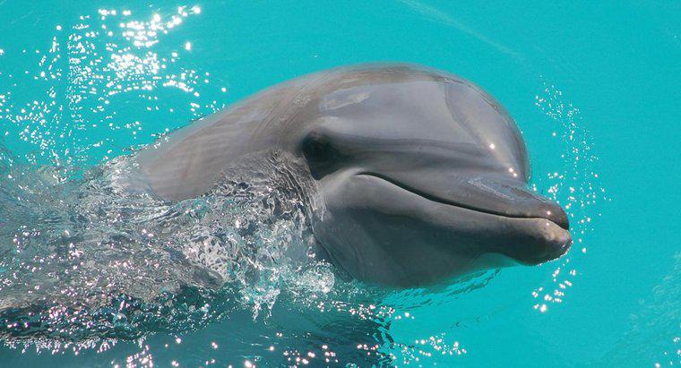 ¿Cuánto tiempo viven los delfines?