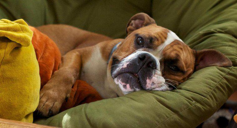 ¿Cuáles son los síntomas de mini accidentes cerebrovasculares en los perros?