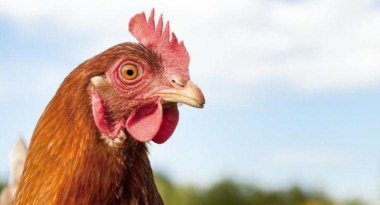 ¿Se puede hipnotizar un pollo?
