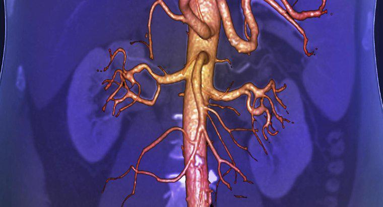 ¿Cuál es el vaso sanguíneo más grande en el cuerpo humano?