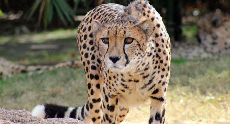 ¿Qué pasará si el guepardo se extingue?