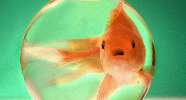 ¿Cuán grandes crecen los peces dorados?