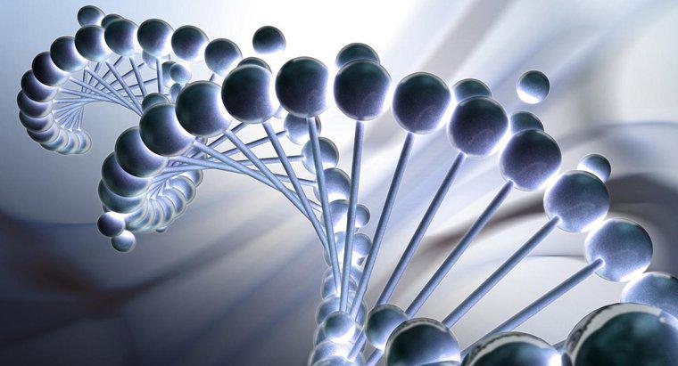 ¿Cuáles son las unidades de repetición de las que está hecho el ADN?