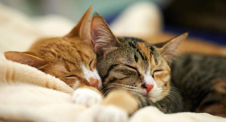 ¿Qué porcentaje de su día pasan los gatos durmiendo?