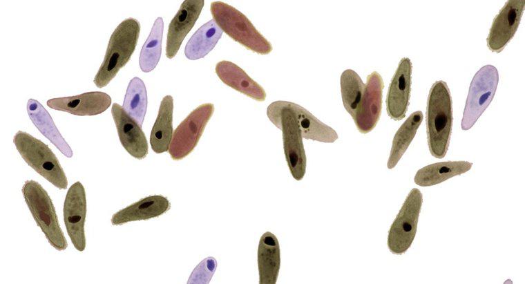 ¿Qué enfermedades son causadas por Paramecium?