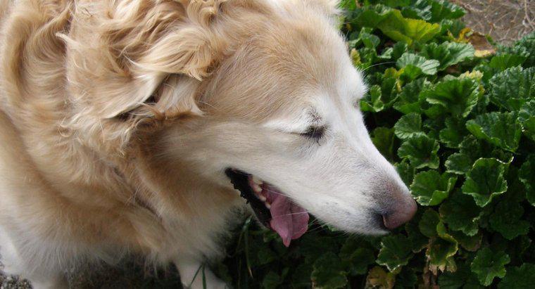 ¿Qué hago si mi perro no deja de estornudar?