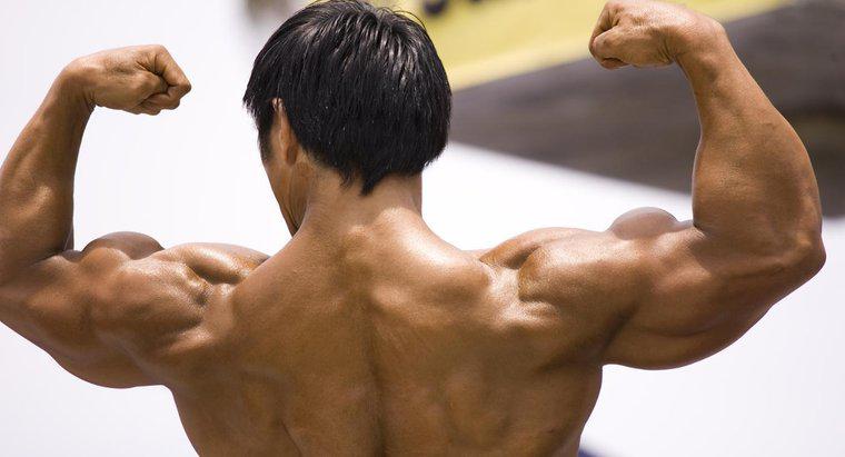 ¿Cuál es la definición de fitness muscular?