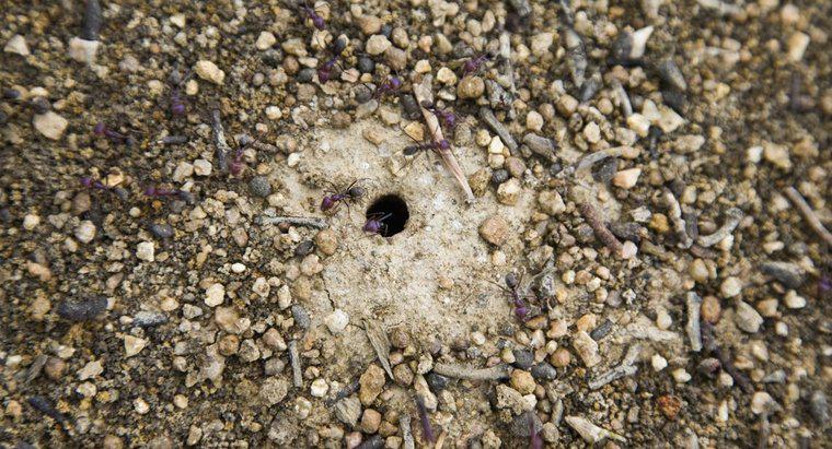 ¿Dónde viven las hormigas?