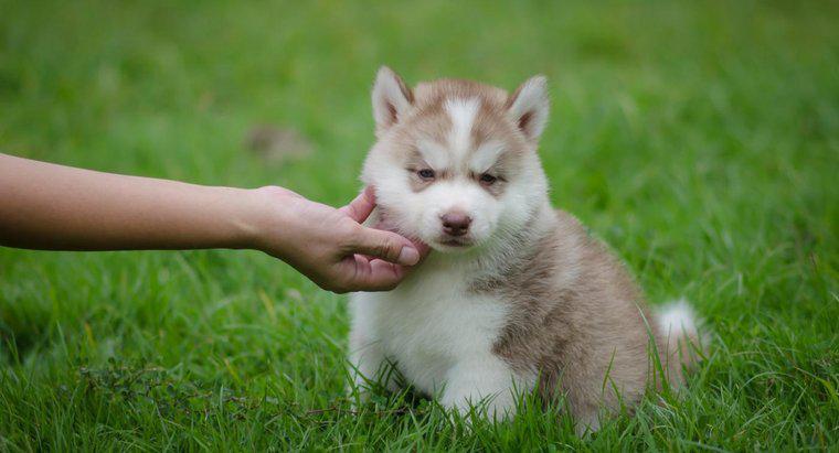 ¿Dónde puedes encontrar perros esquimales siberianos en miniatura?