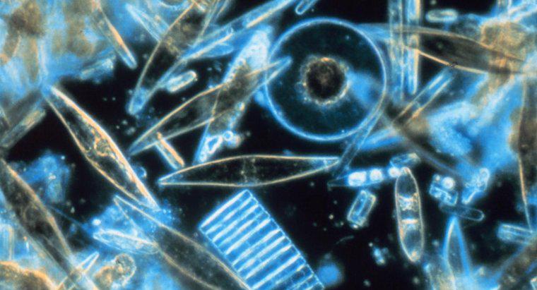 ¿Cómo se comparan las diatomeas y los dinoflagelados?