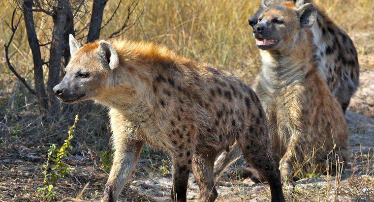 ¿Cuáles son algunos de los depredadores de hiena?