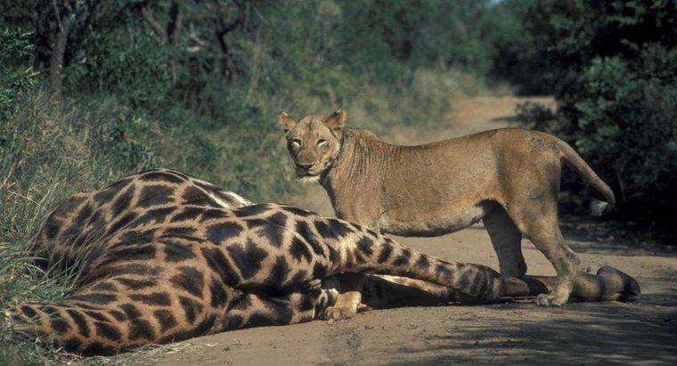 ¿Qué animales comen jirafas?
