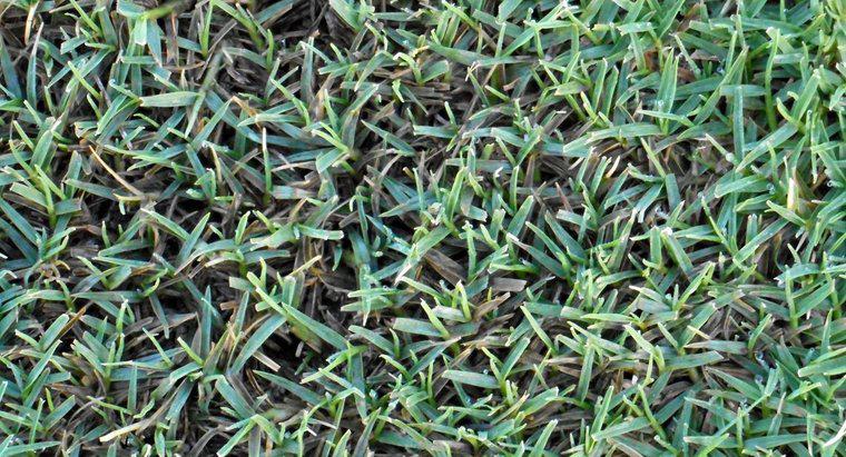 ¿Cuál es el mejor fertilizante para la hierba de las Bermudas?