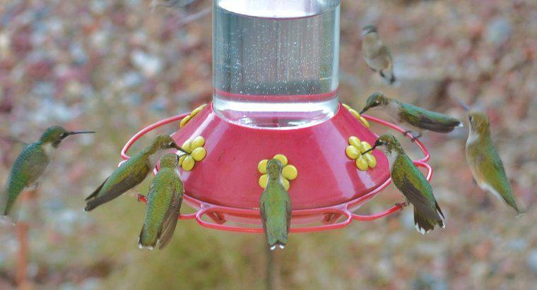¿Cómo se hace néctar colibrí?