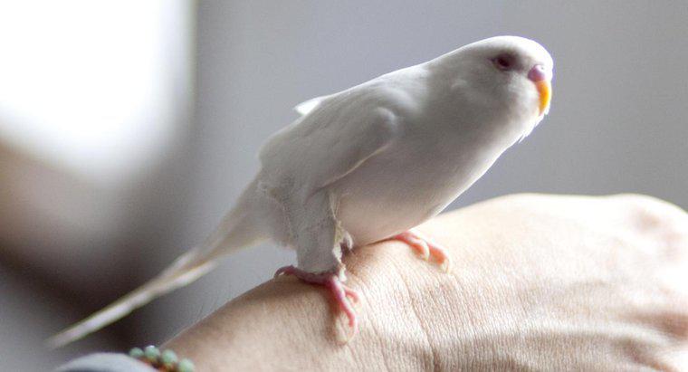 ¿Qué es un perico albino?