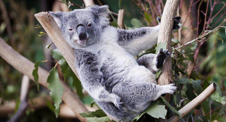 ¿Dónde viven los osos koala?
